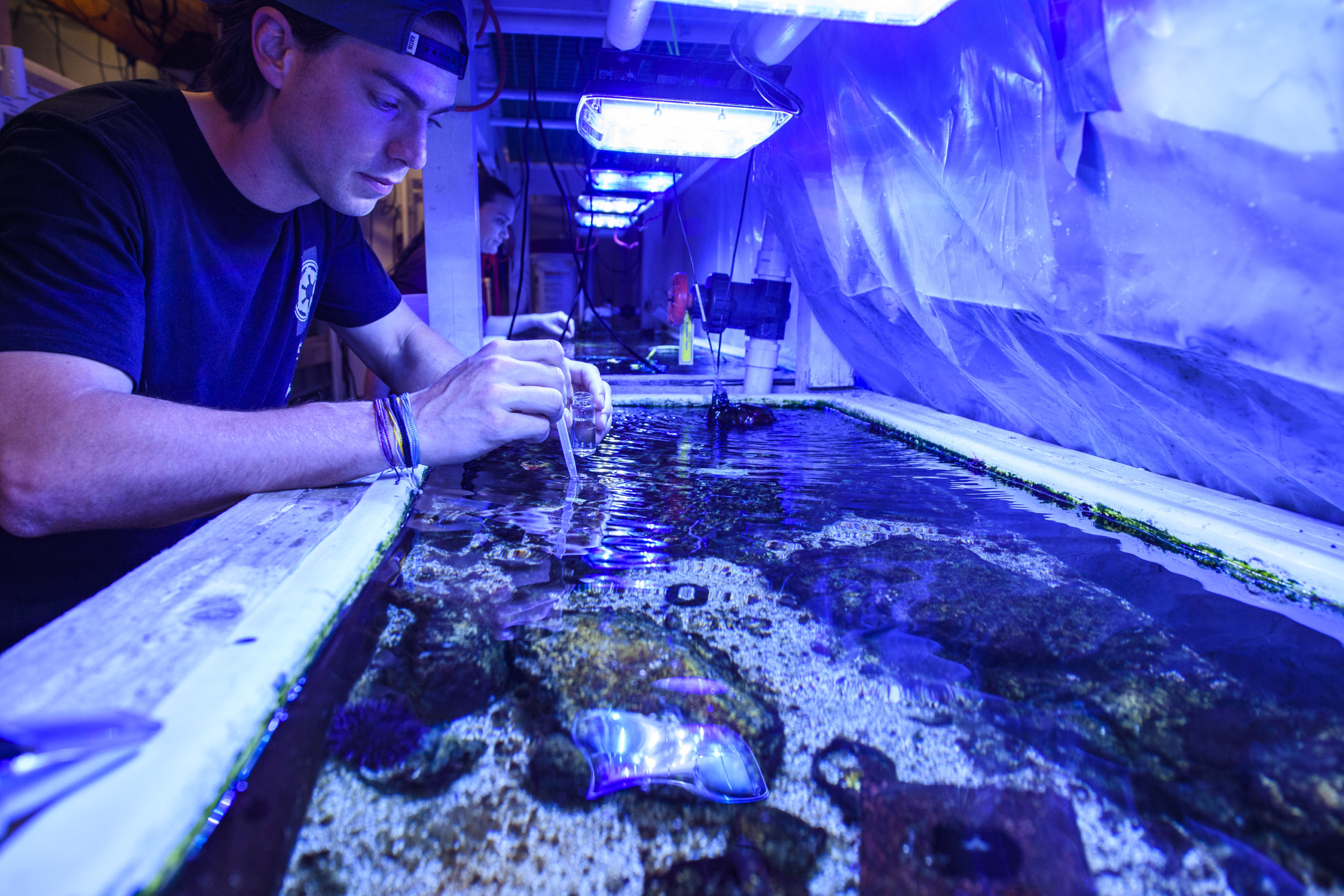 A person in a black shirt 和 cap is carefully inspecting 和 working on a large, illuminated aquarium tank filled with coral 和 marine life. The environment has a blue light, enhancing the colors of the corals 和 water.