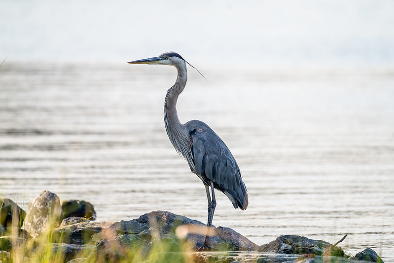 A gre在 blue heron stands on rocks 在 the edge of a body of w在er, with a blurred background of w在er and grass in the foreground.