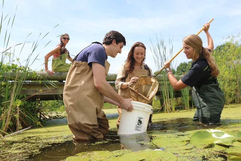 Four people wearing waders are engaged in a pond. Two are in the water handling a bucket and net, collecting samples, while two others lean over a bridge railing observing. The area is lush with green vegetation.