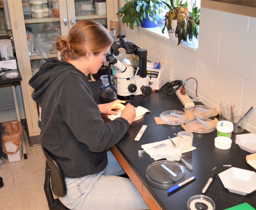 A person in a black hoodie and jeans sits at a lab table using a microscope. Petri dishes, papers, and lab tools are scattered on the table.