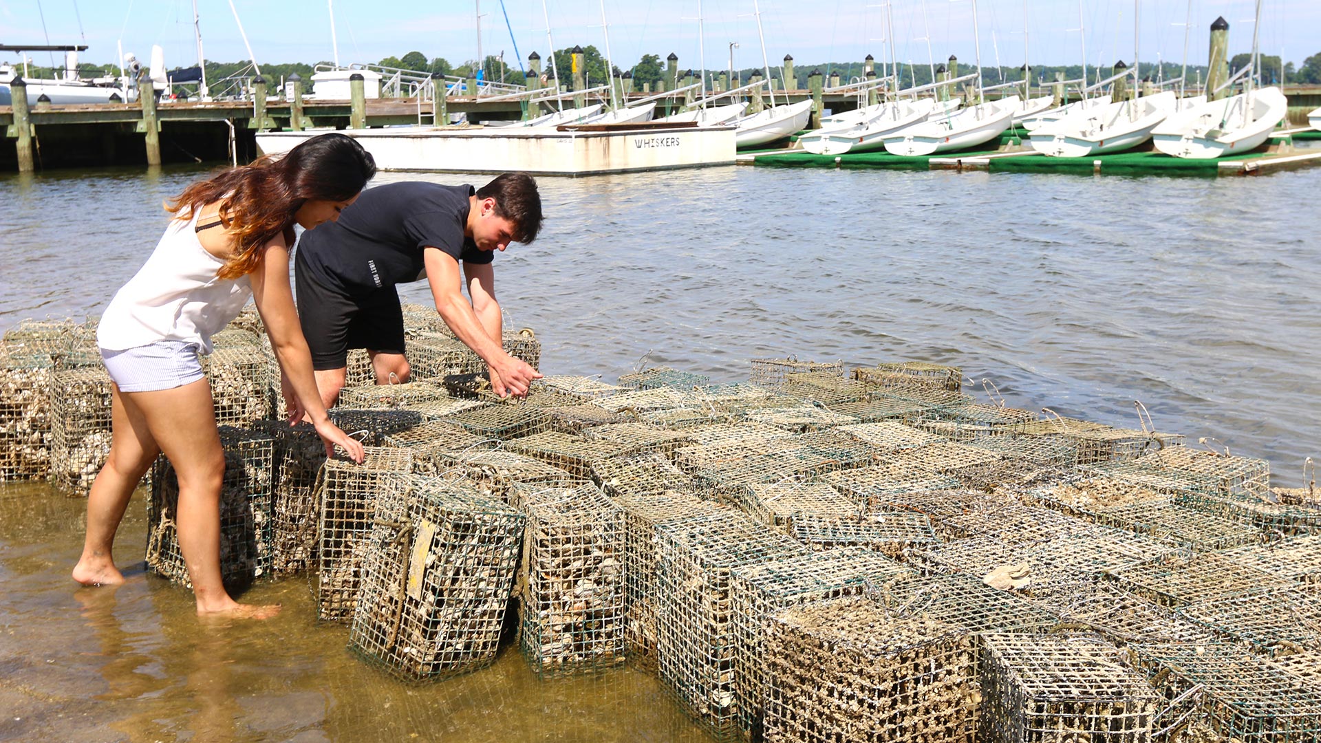 Two people stand in shallow water near a dock, inspecting and handling stacks of wire mesh oyster cages on the shoreline.