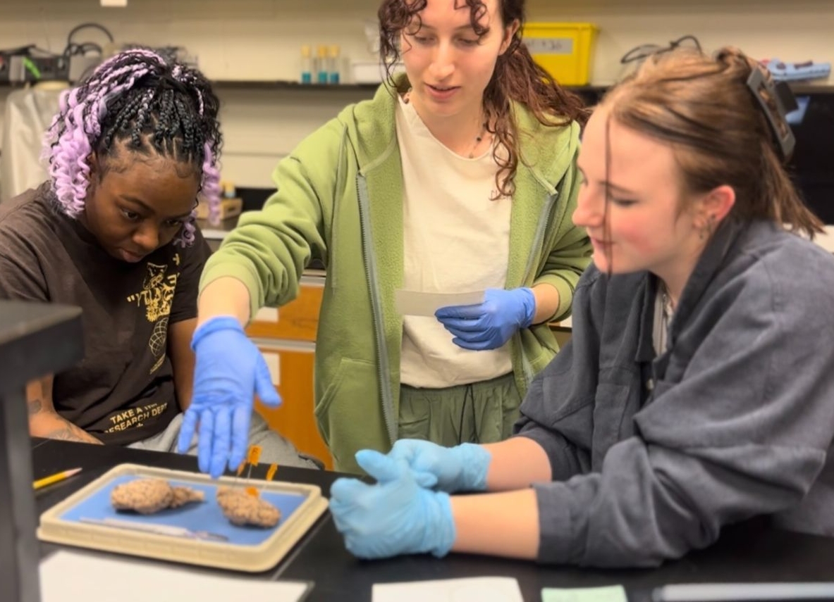 皇冠体育平台 students wearing gloves examine and discuss two samples on a tray in a science lab setting.