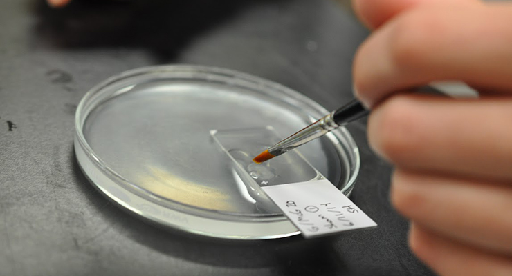 A hand uses a brush to apply a substance onto a microscope slide, which is placed on a petri dish containing liquid, with a labeled paper visible on the slide.